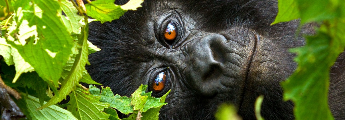 rwanda gorillas