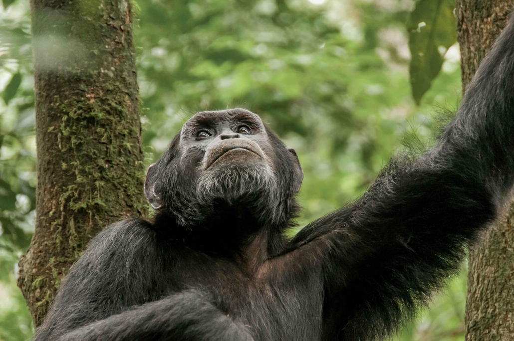 Uganda chimpanzee trekking 