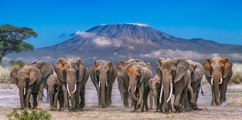 Amboseli national park 