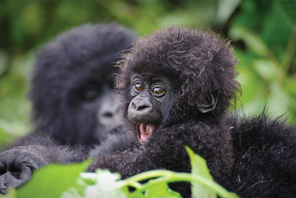 Rwanda gorillas