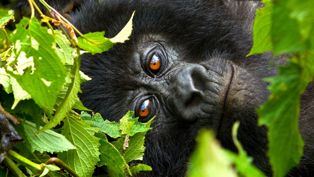 rwanda gorilla safari 