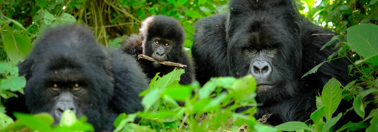 Gorillas at volcanoes national park