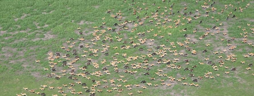 Boma national park | south sudan national parks| south sudan safaris