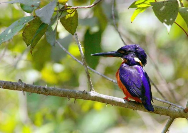 budongo forest birds