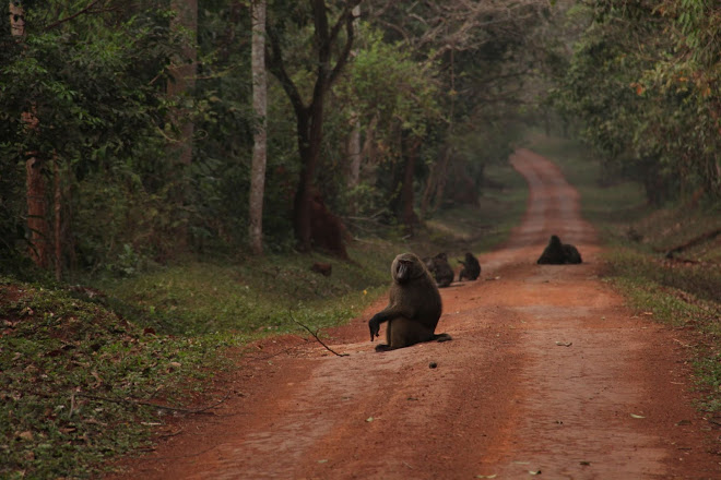 budongo forest baboons