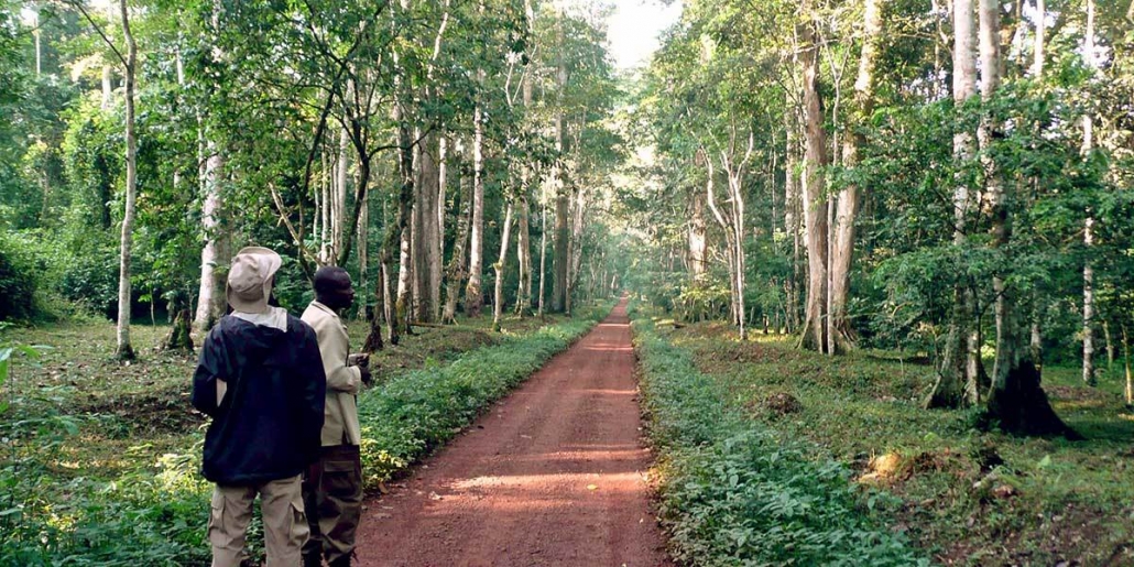 budongo forest nature walks