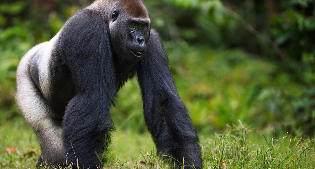 eastern lowland congo gorillas