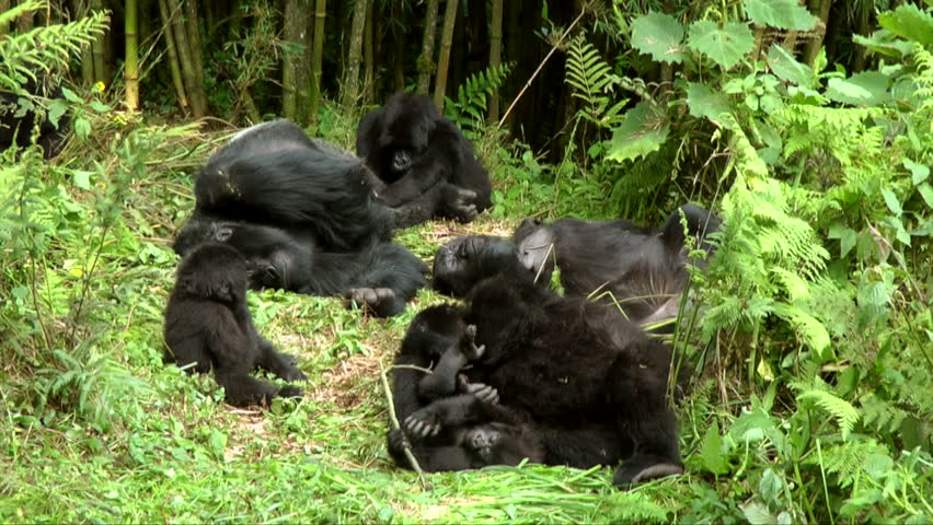 Rwanda gorilla trekking