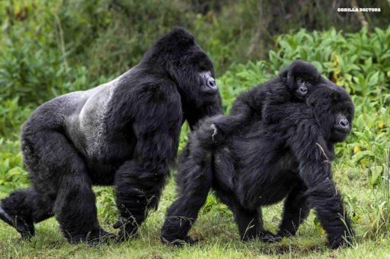 Rwanda gorilla families