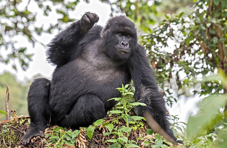 Uganda gorilla trekking companies 