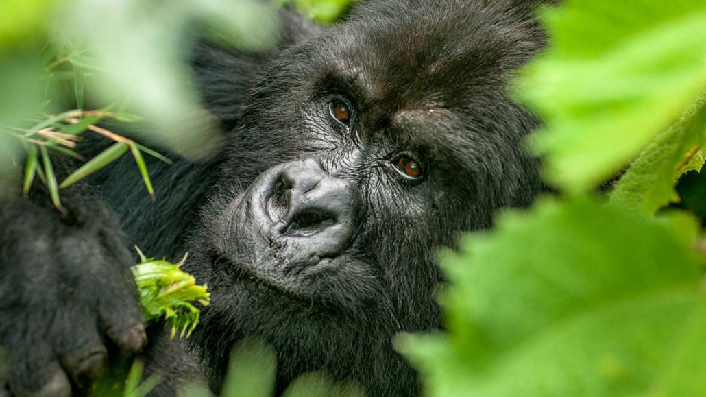 Uganda gorillas