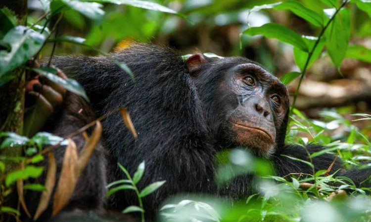 3 days uganda chimpanzee trekking tour