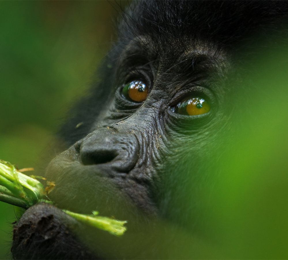 Mgainga gorilla Nationa park