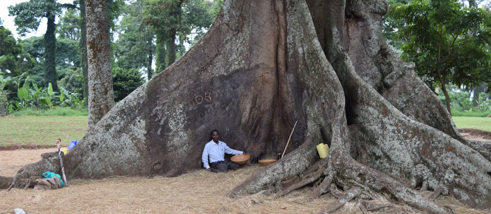 Nakayima tree | The nakayima tree in uganda | Uganda Nakayima tree