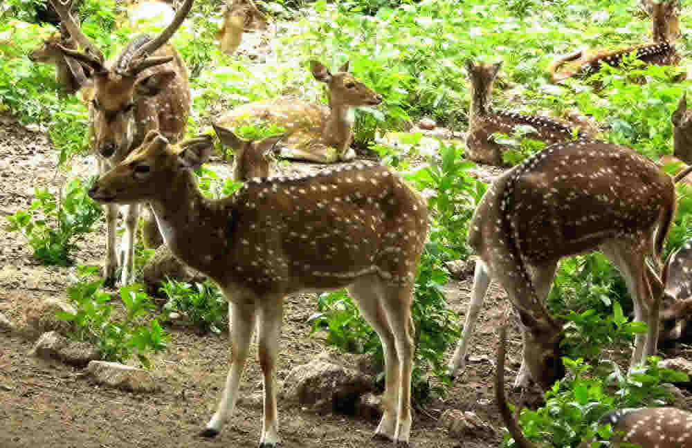 bokora wildlife reserve