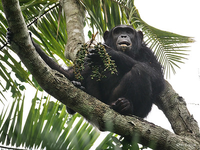 kibale national park chimpanzees
