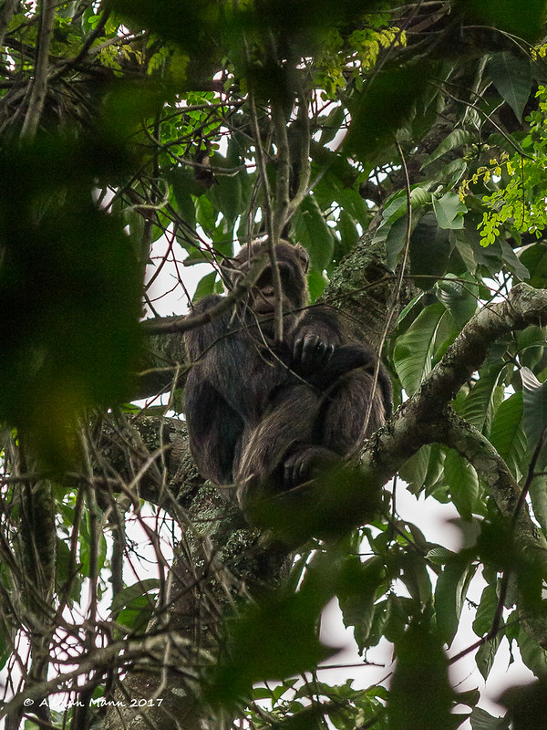 Kalinzu forest chimps