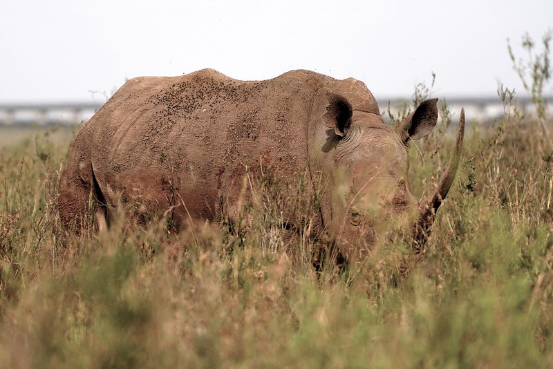 nairobi national park wildlife