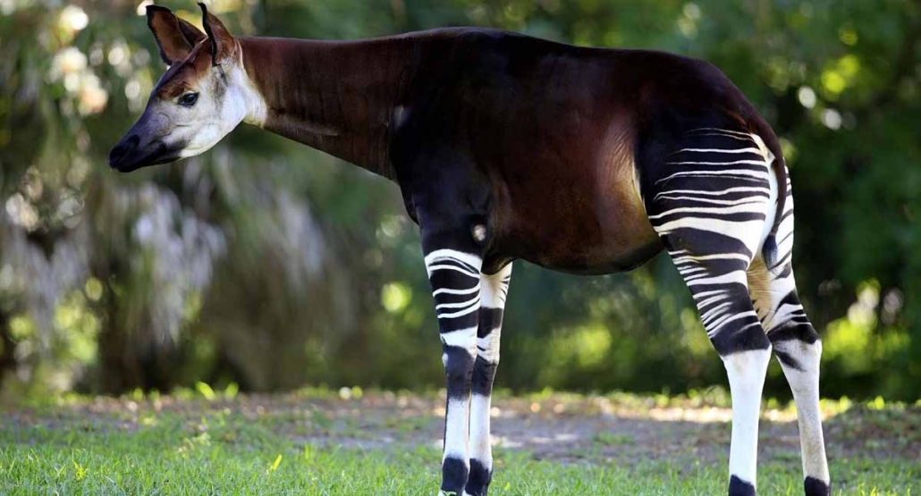 okapis in congo