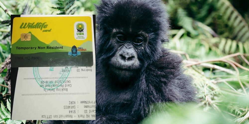 gorilla permit