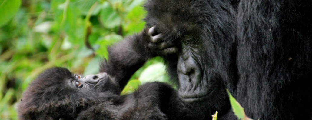 gorilla trekking in Bwindi 