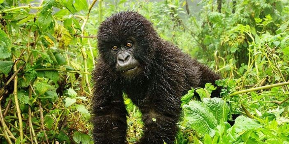 5 Days Uganda Gorilla trekking and Lake Bunyonyi tour