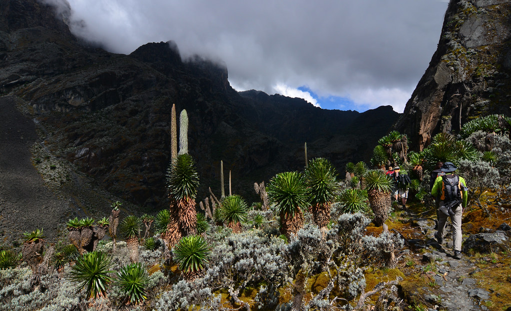 mount Rwenzori National park