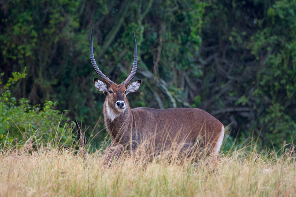 queen elizabeth  national park