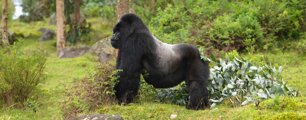 4 Day Rwanda gorilla trekking safari 