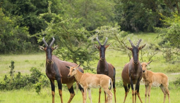 lake mburo national park