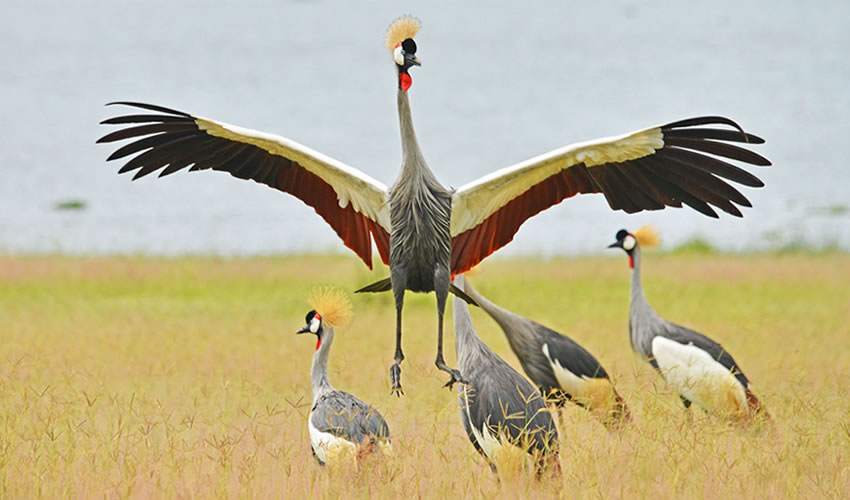 uganda birding safari