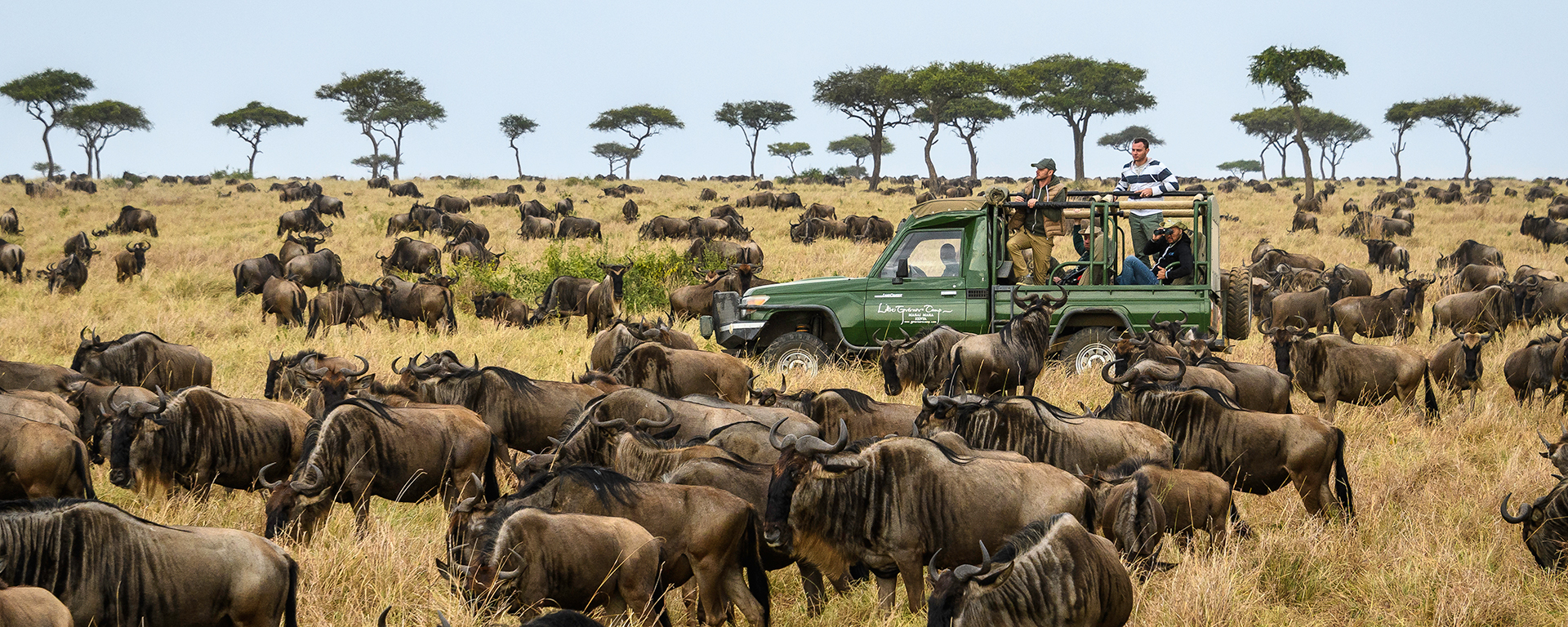 guide to great wildebeest migration 