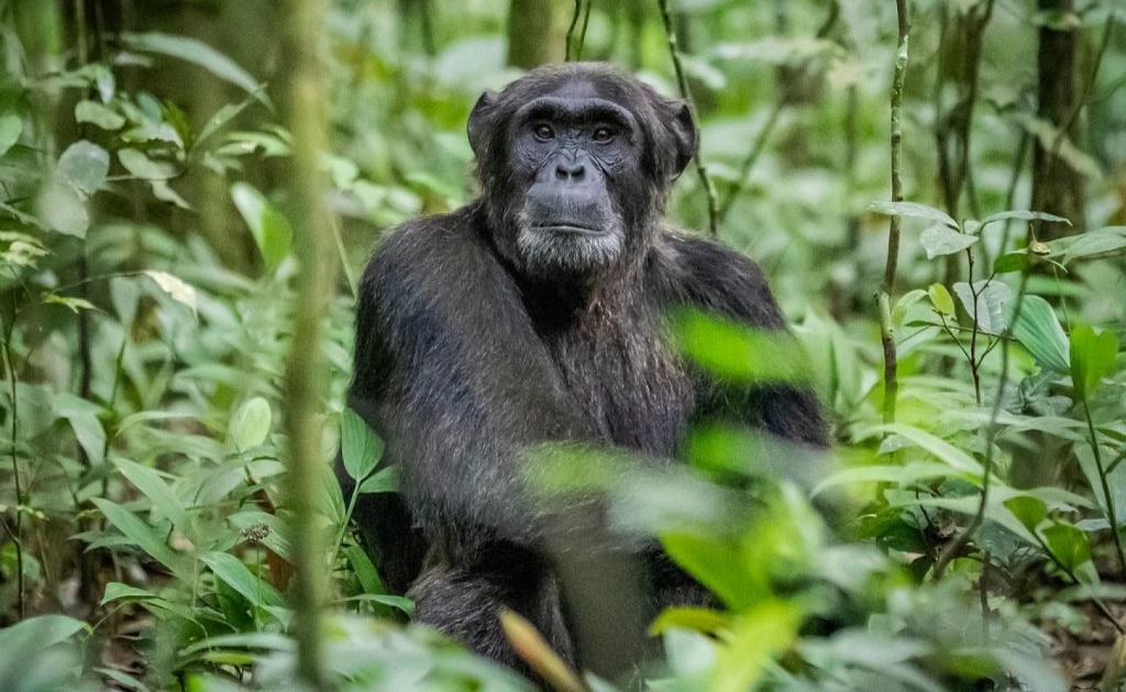 kibale chimpanee trekking