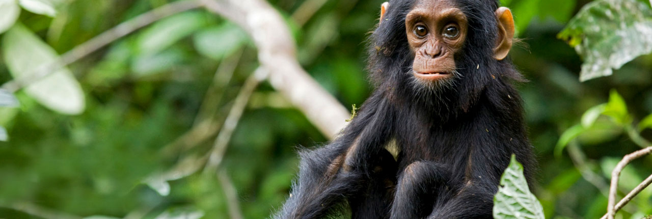6 days Uganda primates and wildlife safari from Kigali