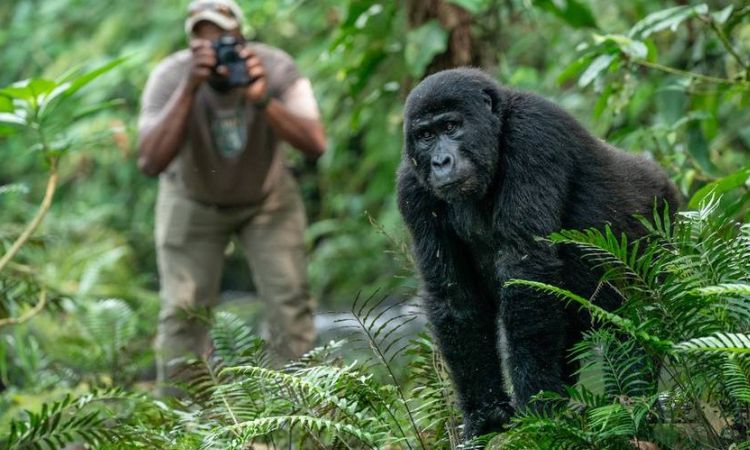 3 Day gorilla trekking in Uganda