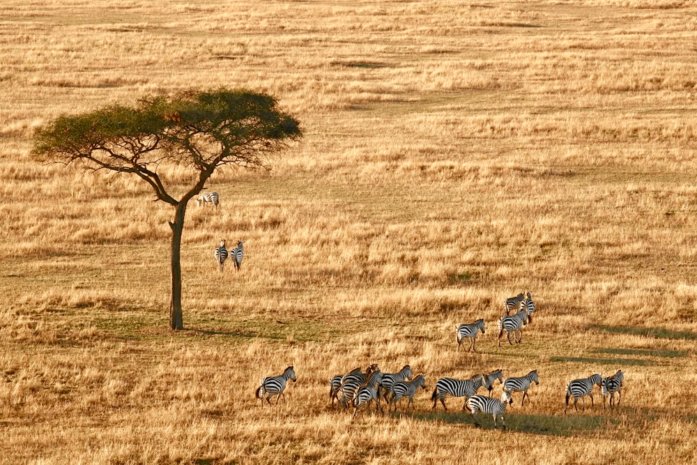 6 Days Serengeti Romantic Safari & Zanzibar Beach Tour