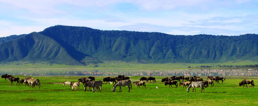 Between Serengeti  and Ngorongoro which is better ?