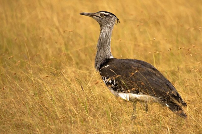 Ngorongoro crater National park birds
