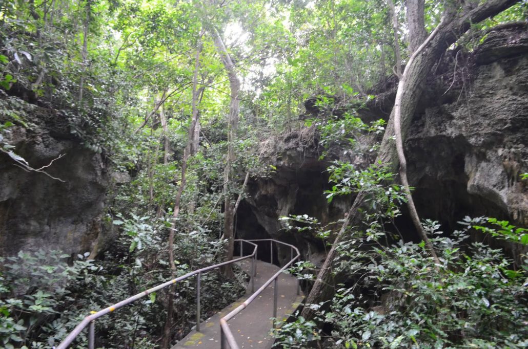 Reserve of the Kiwengwa-Pongwe Forest