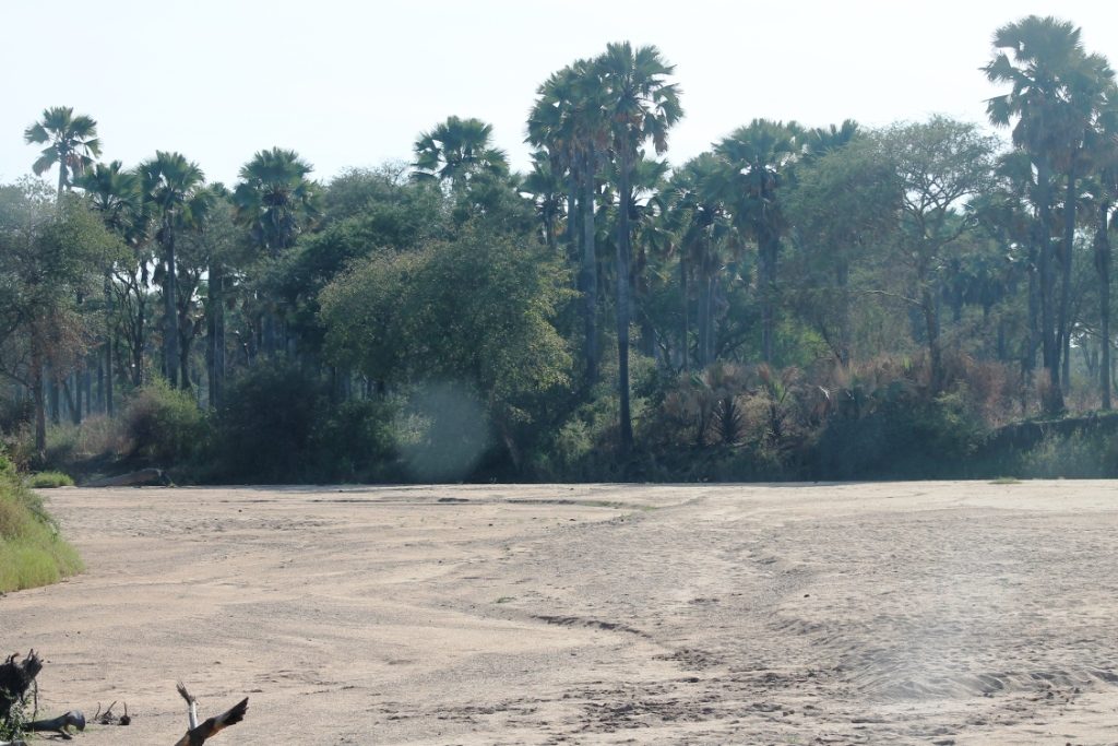 THE SAND BED ALONG RIVER KIDEPO