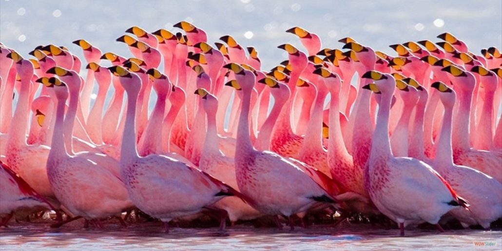 nakuru flamingoes