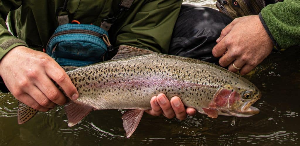 Fly fishing at the forest.