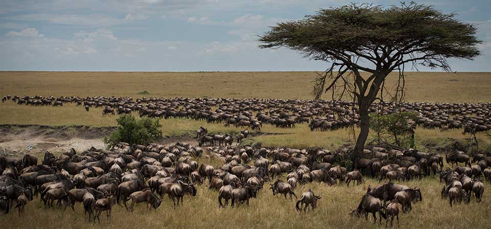 The Great Wildebeest Migration 2024- 2025