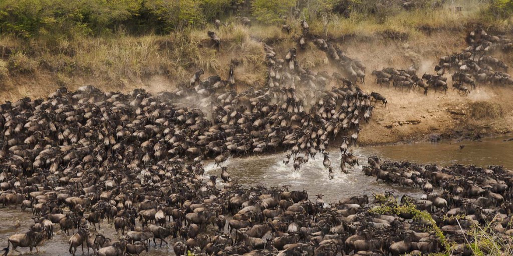 The Great Wildebeest Migration 2024- 2025