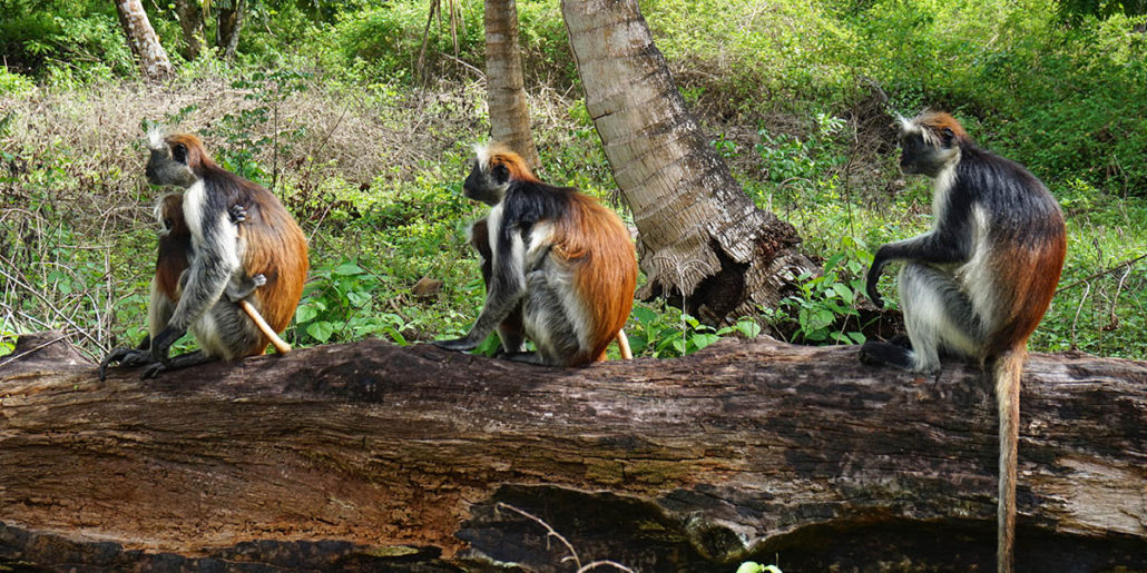 jozani forest wildlife