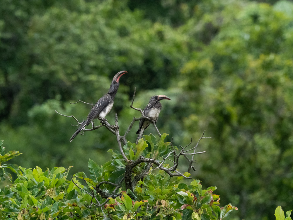 birding in Kidepo national park