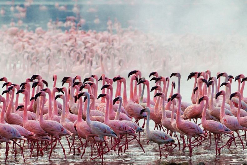 flamingos