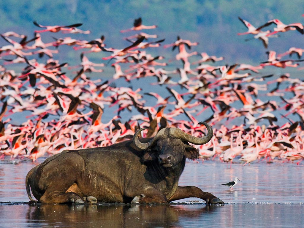 Lake Nakuru National park