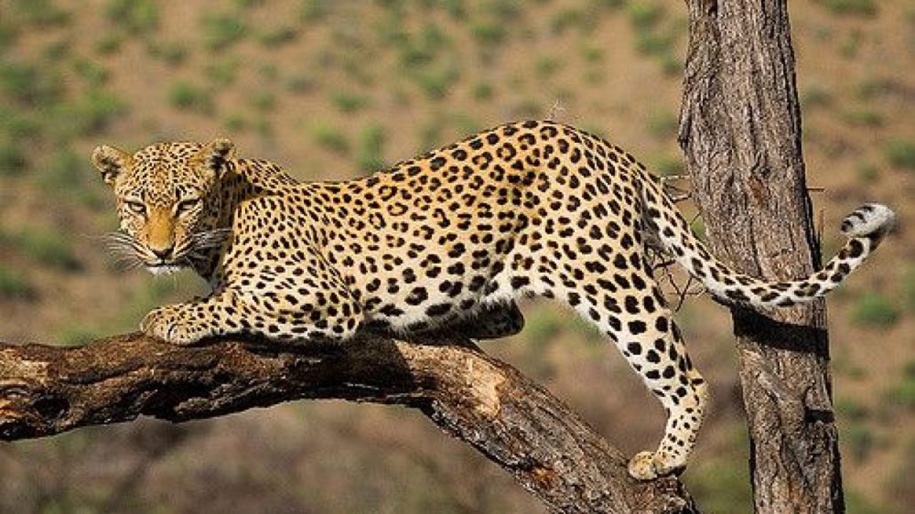 Tanzania big five safaris