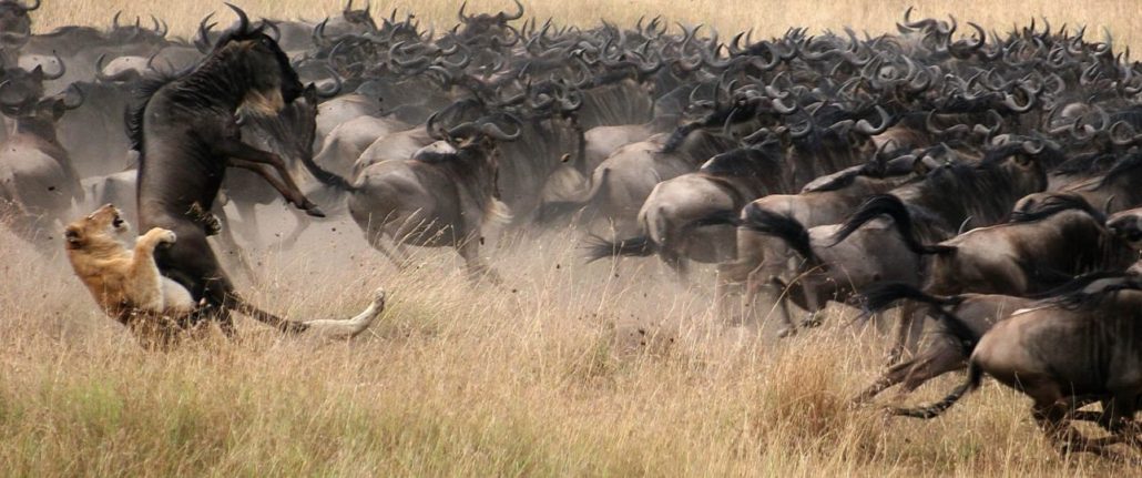 The annual great wildebeest migration experience